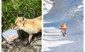 Líšky v TANAP-e strácajú plachosť, problémom sú turisti, ktorí im núkajú jedlo
