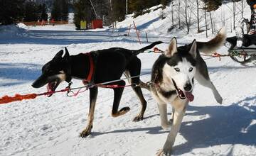 Počas víkendu do Tatranskej Lomnice opäť zavítajú Snežné psy