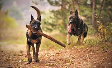 V obci Čičava túlavé psy usmrtili tri pštrosy a dve kengury. Škody sa pohybujú v tisíckach eur