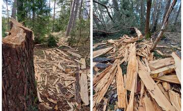 FOTO: Pracovníci TANAP-u si posvietili na nelegálny výrub stromov, prichytili 19 porušovateľov zákona
