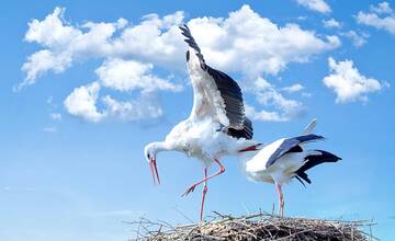 V obci pri Prešove odpálili 100-ročný komín. Zaťažovalo ho takmer poltonové bocianie hniezdo