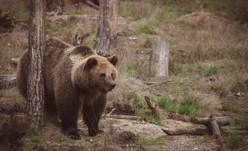Správa TANAP-u pripravuje novú pracovnú skupinu pre krízový manažment medveďa hnedého