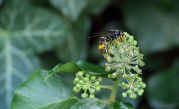 Nebezpečný sršeň ázijský napáda včely a požiera ovocie. Čoskoro sa zrejme objaví aj na Slovensku