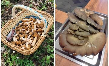 FOTO: Hubári v Prešovskom kraji už zahájili sezónu. Z lesa odchádzajú s plnými košíkmi