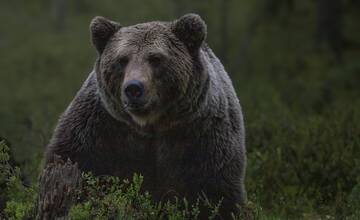Vo viacerých lokalitách by mohli pre medveďa vyhlásiť mimoriadnu situáciu, sú tam aj okresy Prešovského kraja