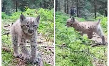 VIDEO: Fotografovi Jozefovi Antolovi sa v Tatrách naskytol jedinečný pohľad, stretol mláďa rysa