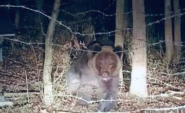 V okrese Snina vyčíňal medveď, medzi Stakčínom a Uličom buďte mimoriadne opatrní