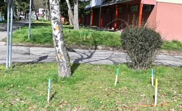 V Humennom vyrúbu pre rekonštrukciu rozvodov tepla viac ako 50 stromov, namiesto nich vysadia 110 iných