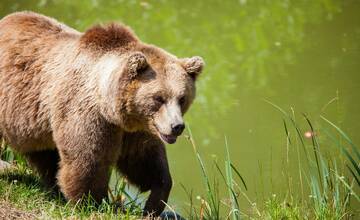 Vláda navrhuje ústavný zákon, ktorý by umožnil odstrel medveďa hnedého