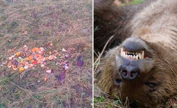 Vznikla petícia proti prikrmovaniu medveďov na poľovníckych vnadiskách, podľa Ekofóra ich lákajú k ľuďom