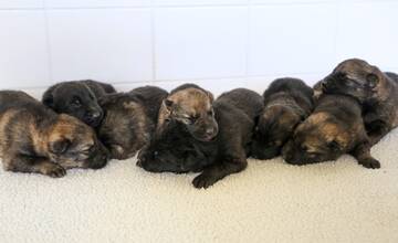 FOTO: Policajti majú nové šteniatka. Ako by sa podľa vás mali volať?