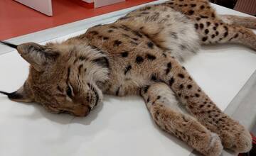 V Popradskom okrese zachraňovali zraneného rysa. Na ceste ho spozoroval jeden z vodičov