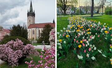 FOTO: Jar sa v Prešove ukazuje v plnej kráse, v meste je už vidieť farebné kvety