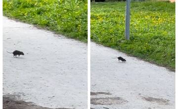 VIDEO: Prešovčanku prekvapil pri detskom ihrisku pobehujúci potkan. Zvýšený výskyt hlodavcov mesto rieši
