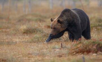 Medveď vystrašil ďalších obyvateľov v okrese Prešov: Toto tu ešte nebolo, komentujú miestni