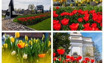 FOTO: Poprad ožíva farbami tulipánov. Len na kruhovom objazde ich bolo vysadených vyše 21-tisíc 