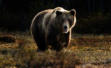 V Prešovskom kraji bol zaznamenaný pohyb medveďa. Na týchto miestach zvýšte ostražitosť