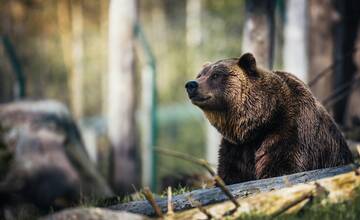 Pre výskyt medveďa zasadal vo Svite krízový štáb