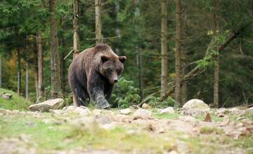 VIDEO: Predchádzajte stretu s medveďom vďaka týmto tipom. Môžu vám zachrániť kožu