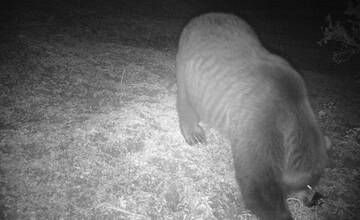 V okrese Prešov bol zaznamenaný ďalší pohyb medveďa. V tejto oblasti zvýšte opatrnosť