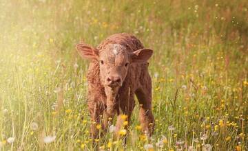 V okrese Kežmarok ukradol neznámy páchateľ štvordňové teliatko
