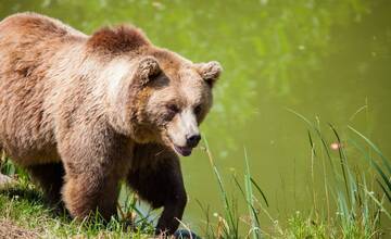 V obci Nižný Mirošov muž spozoroval medveďa. Nachádzal sa od neho vo vzdialenosti 50 metrov