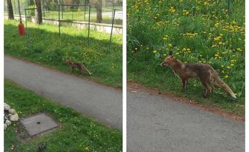Kežmarčanke sa na sídlisku naskytol nezvyčajný pohľad. Po vnútrobloku sa pokojne prechádzala líška