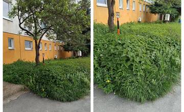 Prešovčania zo Švábskej môžu začať variť žihľavový čaj: Sťažujú sa na nepokosenú zeleň pred bytovkou