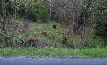 V Dolnom Smokovci bol spozorovaný medveď, v úseku zvýšte opatrnosť