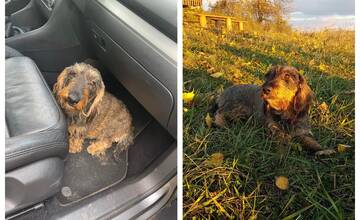 Zúfalá rodinka hľadá svoju štvornohú parťáčku. Stratila sa na Sekčove, nevideli ste ju? 