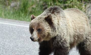 Obec Veľká Lomnica upozorňuje na opakovaný výskyt medveďa, zásahový tím monitoruje situáciu