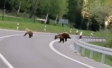 VIDEO: Cez cestu pred Tatranskou Lomnicou prechádzala medvedica s dvoma mláďatami