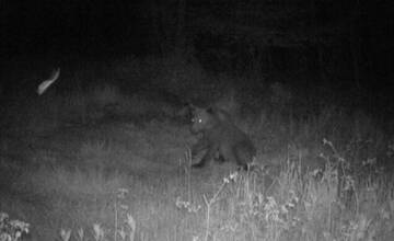 V okrese Humenné sa pohyboval mladý medveď, zachytila ho fotopasca
