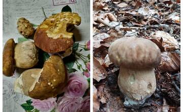 FOTO: Hubári v Prešovskom kraji sa vytešujú z ďalších úlovkov. Pozrite sa, čo v lesoch našli