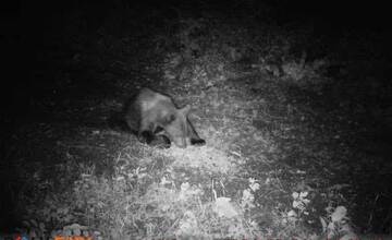 FOTO: Dva medvede len pár kilometrov od seba. Pri Prešovskom kraji zachytili pohyb šeliem fotopasce
