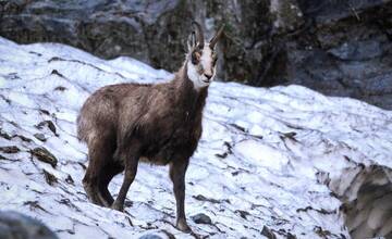 Počas jarného sčítania kamzíkov narátali pracovníci v Tatrách takmer 800 jedincov