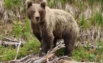 VIDEO: Turisti neďaleko Štrbského plesa narazili na medveďa. Prechádzal sa v ich tesnej blízkosti