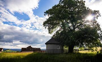 FOTO: Lipa svätej Juliany sa chce stať Stromom roka 2024. Pomôžte jej a zahlasujte za ňu