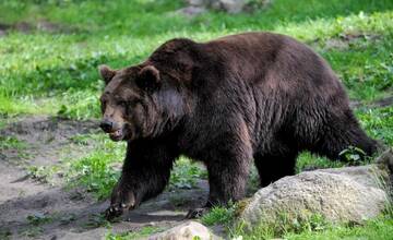 Útok či stret s medveďom môžete hlásiť na novej linke 18 081. Aktívna je nepretržite