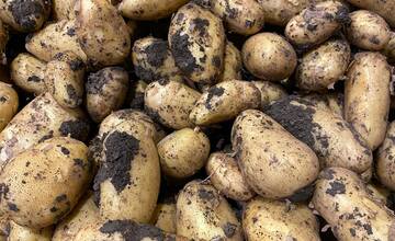 V okrese Kežmarok neznámy páchateľ ukradol približne 100 kíl zemiakov