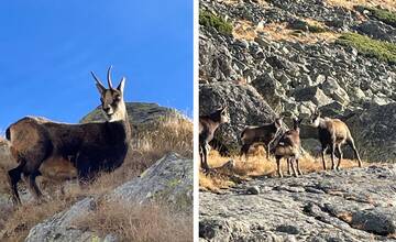 FOTO: V Tatrách prebehlo jesenné sčítanie kamzíkov. Do hôr vyrazilo viac ako 70 rátačov