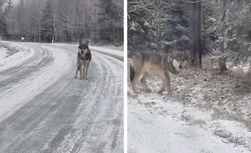 VIDEO: Návštevníkov Vysokých Tatier prekvapil zvedavý vlk, ktorý sa ich autu postavil priamo do cesty 
