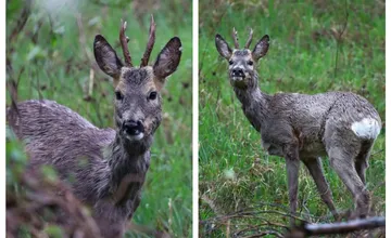 VIDEO: Marekovi sa podarilo zachytiť krásneho srnčeka, Prešovčanov zábery nesmierne potešili a dojali