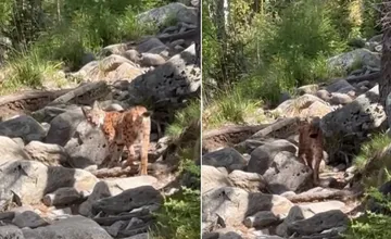 VIDEO: V Tatrách natočili niečo, na čo nikdy nezabudnú. Len pár metrov od kamery stála nádherná slovenská šelma