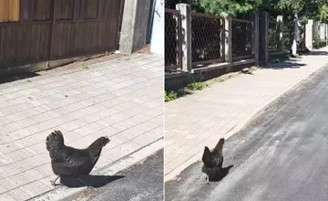 VIDEO: Sliepka na úteku zabáva Kežmarčanov. Dovolenky rozdávajú už aj v hydinárni, smejú sa nadšene