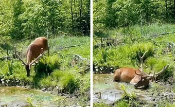 VIDEO: Nádherné zábery z Čergova. Kráľ lesa pred kamerou predviedol wellness po lesnícky, ktorý má zmysel