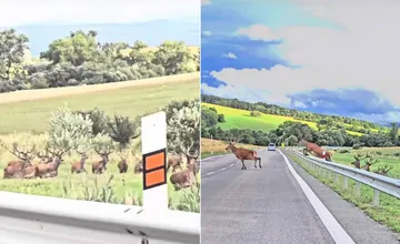VIDEO: Králi lesa na Kobylách prebehli udiveným vodičom cez cestu, tí na nich len zízali z VIP miesta v prvej rade
