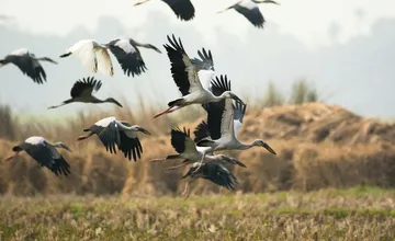 Na Zemplíne je vidieť nezvyčajný jav. Blízko smetiska sa denne vyskytuje vyše 70 bocianov bez partnerov a hniezd