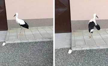 Prekvapenie v záhrade pri Vranove. Zo „sochy“ sa vykľul živý bocian so zlomeným krídlom, rodina mu zachránila život