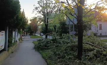 Na Plzenskej v Prešove zmizol tieň, po radikálnom oreze stromov ostali len metly